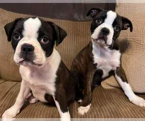 Boston Terrier Litter for sale in NAPLES, FL, USA