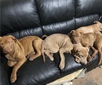 Small American Pit Bull Terrier-Chinese Shar-Pei Mix