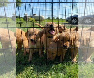 Golden Retriever Litter for sale in MALINTA, OH, USA