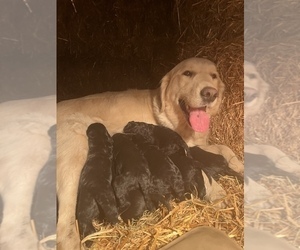 English Cream Golden Retriever-Poodle (Standard) Mix Litter for sale in STRONGHURST, IL, USA