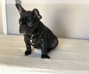 French Bulldog Litter for sale in S LAKE TAHOE, CA, USA