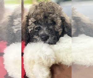 Poodle (Standard) Litter for sale in PINE HILLS, FL, USA