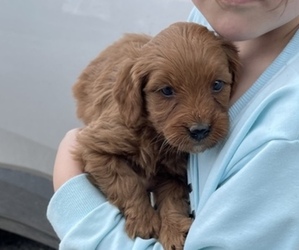 Goldendoodle (Miniature) Litter for sale in MUNFORDVILLE, KY, USA