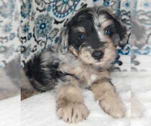 Aussiedoodle Miniature  Litter for sale in LEWISBURG, KY, USA