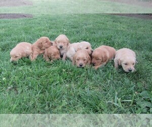 Golden Retriever Litter for sale in SARCOXIE, MO, USA