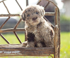 Poodle (Miniature) Litter for sale in WARSAW, IN, USA