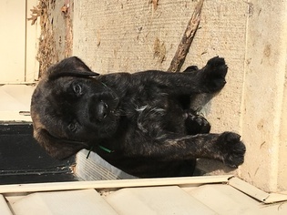 Mastiff Litter for sale in BELTON, MO, USA