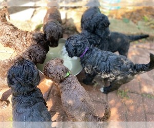 Golden Mountain Doodle  Litter for sale in WEST BEND, WI, USA