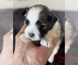 Morkie Litter for sale in LINCOLN, CA, USA