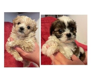 ShihPoo Litter for sale in HASTINGS, MN, USA