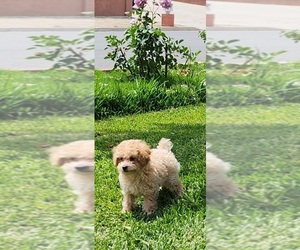 Poodle (Miniature) Litter for sale in MIRA LOMA, CA, USA