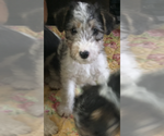 Small Wire Fox Terrier