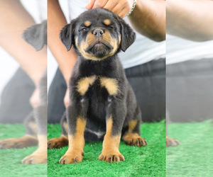 Rottweiler Litter for sale in SPRINGFIELD, MA, USA