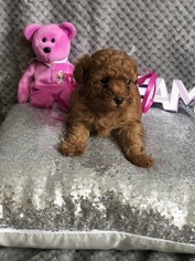 Poodle (Miniature) Litter for sale in BILLINGS, MT, USA