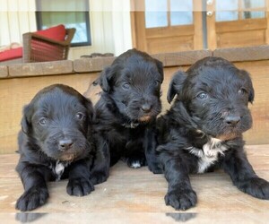 Border Collie-Bordoodle Mix Litter for sale in MARVIN, NC, USA