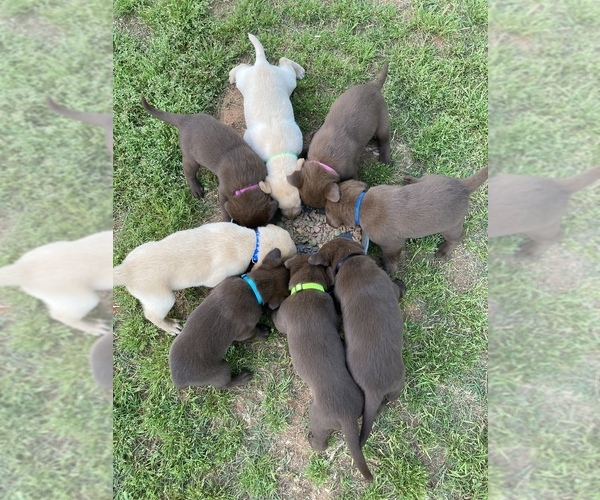 Medium Photo #1 Labrador Retriever Puppy For Sale in BOGART, GA, USA