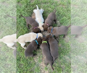 Labrador Retriever Litter for sale in BOGART, GA, USA