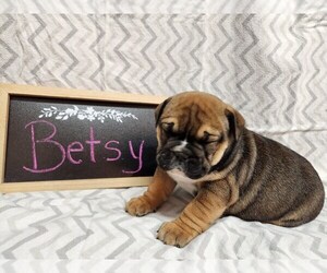 Boxer-English Bulldog Mix Litter for sale in WATERLOO, NY, USA
