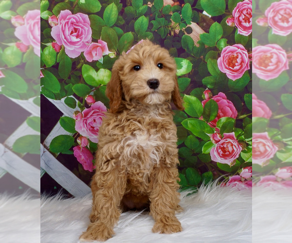 Medium Photo #1 Goldendoodle Puppy For Sale in WARSAW, IN, USA