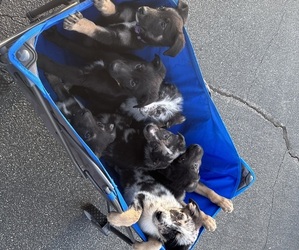 Aussiedoodle-German Shepherd Dog Mix Litter for sale in TAYLORSVILLE, NC, USA