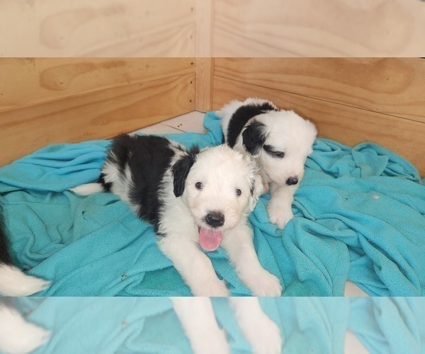 Medium Photo #1 Old English Sheepdog Puppy For Sale in CANON CITY, CO, USA