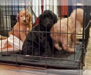 Labradoodle Litter for sale in TRAPHILL, NC, USA