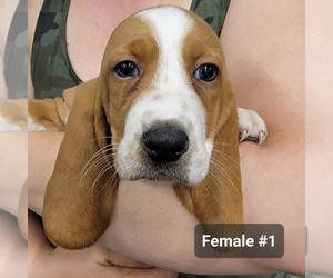 Basset Hound Litter for sale in BERESFORD, SD, USA