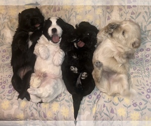 ShihPoo-Shorkie Tzu Mix Litter for sale in MIDDLETOWN, CT, USA