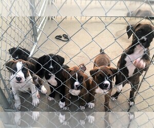 Boxer Litter for sale in CHESTERFIELD, SC, USA