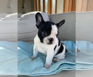 French Bulldog Litter for sale in MOSIER, OR, USA