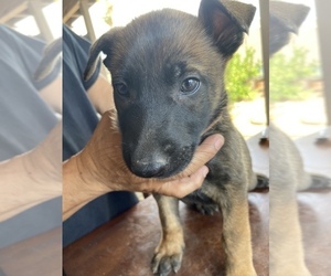 Belgian Malinois Litter for sale in PHOENIX, AZ, USA