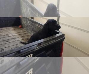 Labrador Retriever Litter for sale in PARKER, CO, USA
