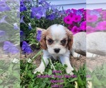 Small Photo #1 Cavalier King Charles Spaniel Puppy For Sale in SHIPSHEWANA, IN, USA