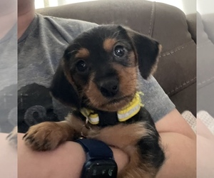 Dachshund-Morkie Mix Litter for sale in PINE RIVER, MN, USA