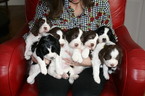 Small Photo #1 English Springer Spaniel Puppy For Sale in ROANOKE, TX, USA