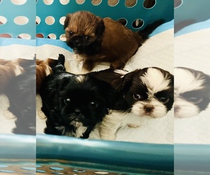 Shih Tzu Litter for sale in FREDERICK, CO, USA