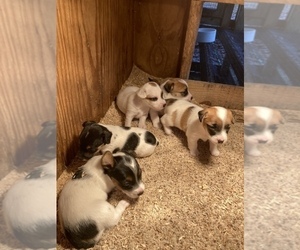 Jack Russell Terrier Litter for sale in BENTON, IL, USA