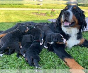 Bernese Mountain Dog Litter for sale in CLYMER, NY, USA