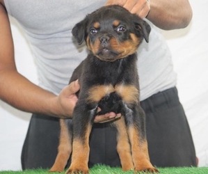 Rottweiler Litter for sale in SPRINGFIELD, MA, USA