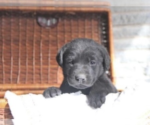 Labrador Retriever Litter for sale in STANLEY, NY, USA