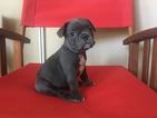 Small Photo #1 French Bulldog Puppy For Sale in METAIRIE, LA, USA