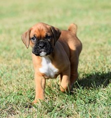 Boxer Litter for sale in CHILHOWEE, MO, USA