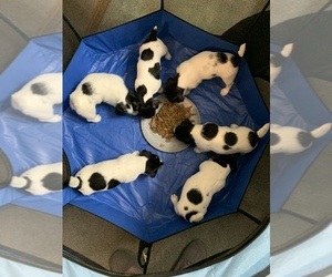 Jack Russell Terrier Litter for sale in SAINT JAMES, MO, USA