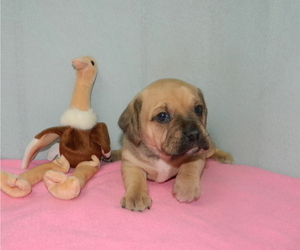Puggle Litter for sale in WARSAW, NY, USA