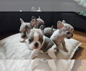 French Bulldog Litter for sale in NORWICH, CT, USA