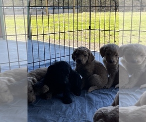 Goldendoodle Litter for sale in ALMA, AR, USA