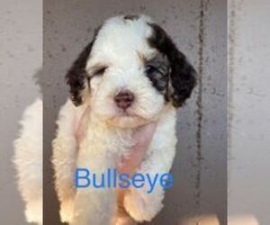 Sheepadoodle Litter for sale in PARK HILL, OK, USA
