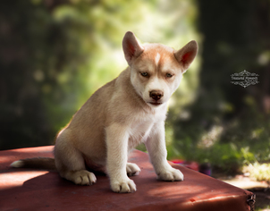 Border Sheepdog-Siberian Husky Mix Litter for sale in TASWELL, IN, USA