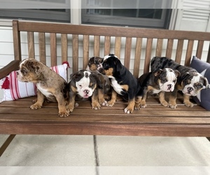 Bulldog Litter for sale in WATERVILLE, OH, USA