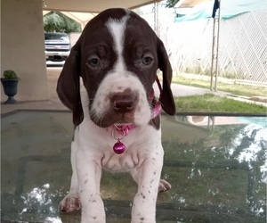 German Shorthaired Pointer Litter for sale in STRATHMORE, CA, USA